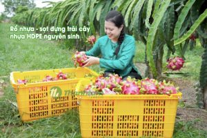 Rổ đựng trái cây nhựa HDPE
