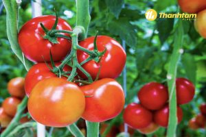 Cây cà chua trồng bao lâu thu hoạch ?