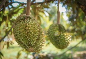 Mùa Sầu riêng Thái Lan thu hoạch tháng mấy ?