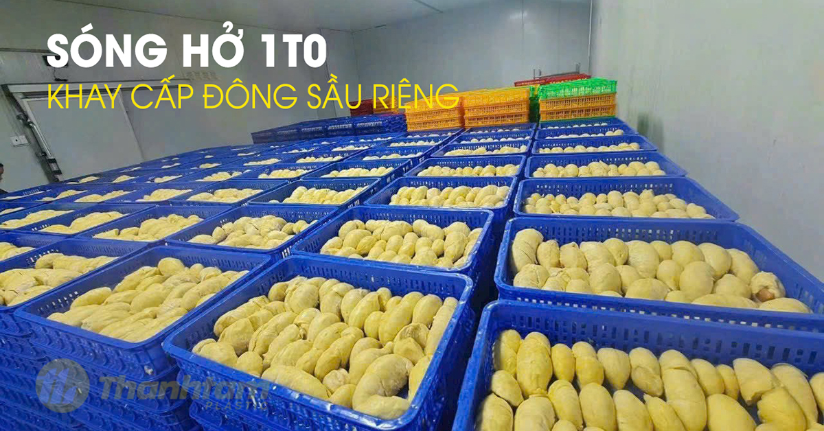Sóng hở 1T0 - Khay cấp đông sầu riêng khay cấp đông sầu riêng đông lạnh