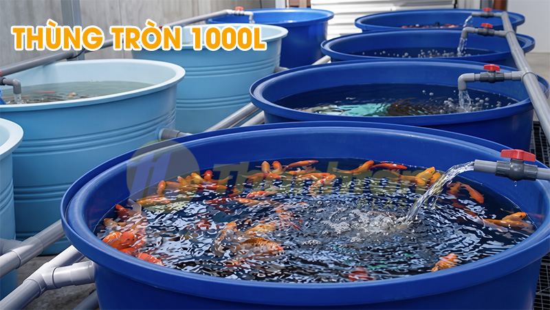 Thùng nhựa tròn 1000L nuôi cá koi, thủy sản